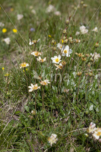 Mountain avens (Dryas octopetala)