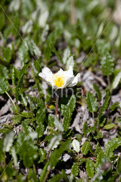 Mountain avens (Dryas octopetala)