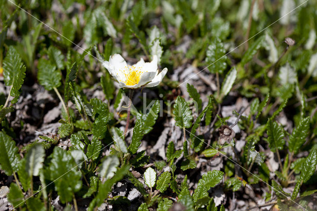 Mountain avens (Dryas octopetala)