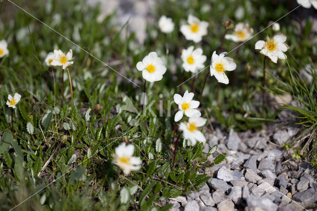 Mountain avens (Dryas octopetala)