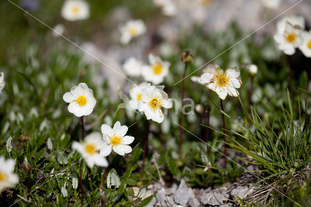 Mountain avens (Dryas octopetala)