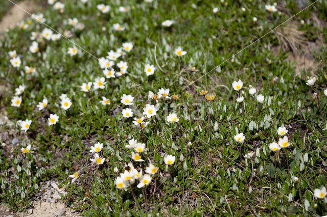 Mountain avens (Dryas octopetala)