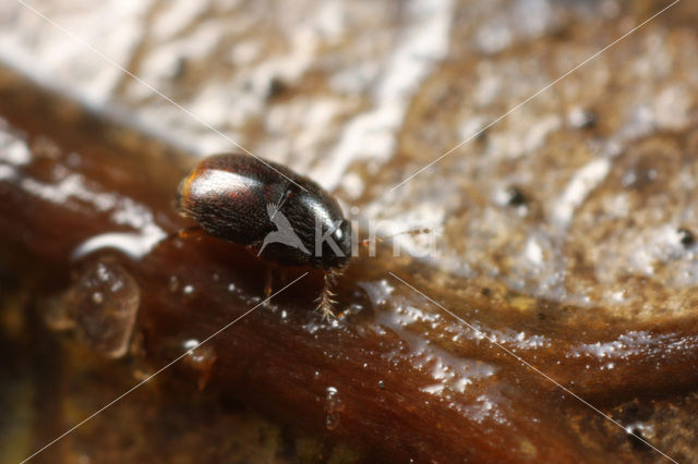 Acrotrichis sp.