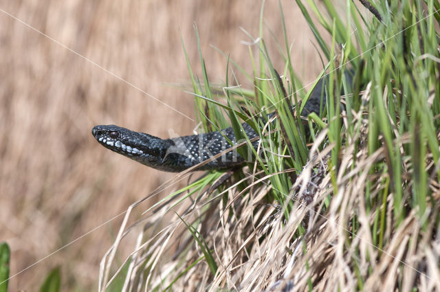 Adder (Vipera berus)