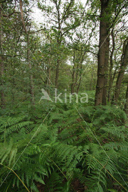 Western brackenfern (Pteridium aquilinum)