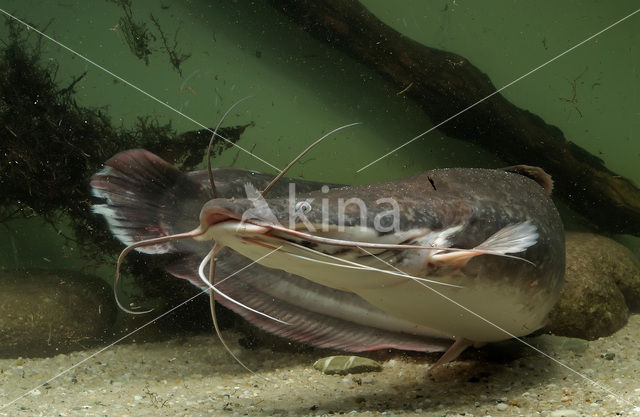 Afrikaanse meerval (Clarias Gariepinus)