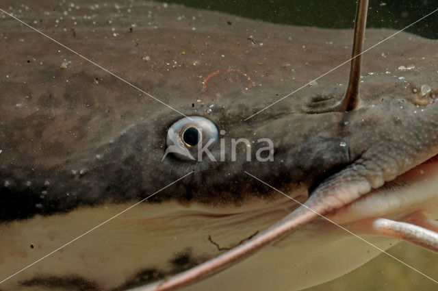 Afrikaanse meerval (Clarias Gariepinus)