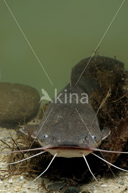 Afrikaanse meerval (Clarias Gariepinus)