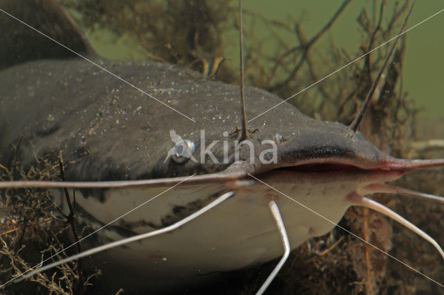 Afrikaanse meerval (Clarias Gariepinus)