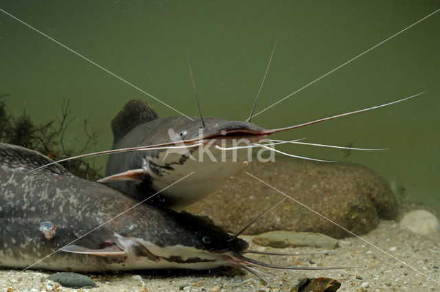 Afrikaanse meerval (Clarias Gariepinus)