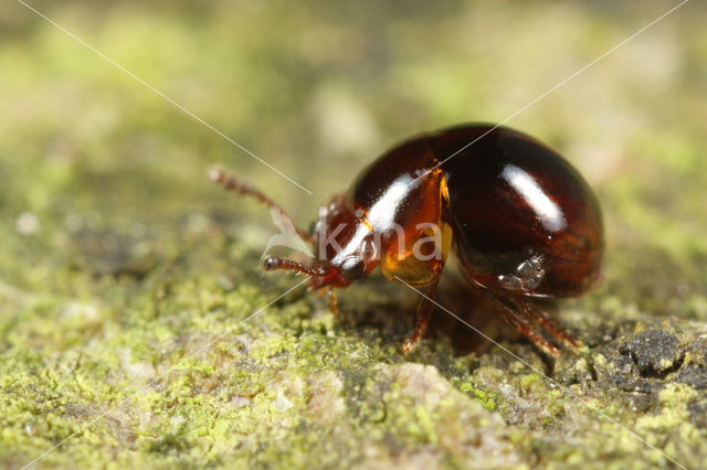 Agathidium varians