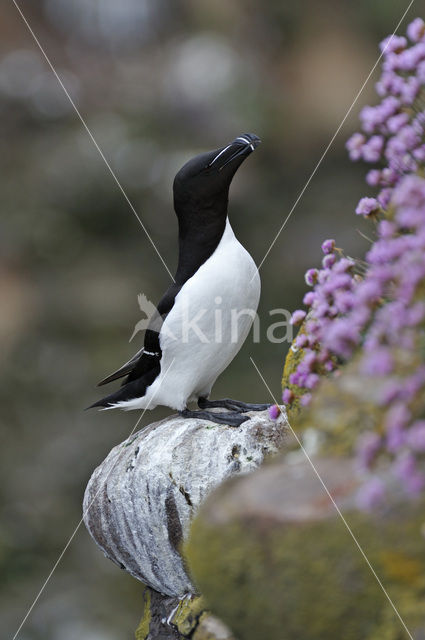 Razorbill (Alca torda)