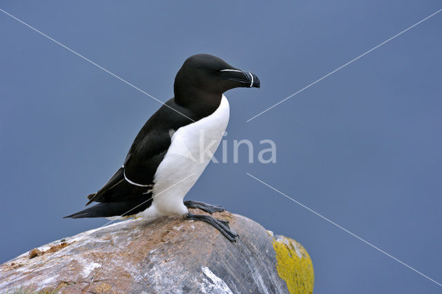 Razorbill (Alca torda)