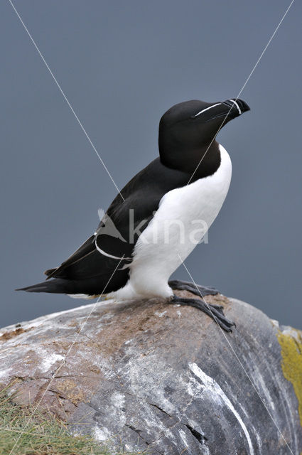 Razorbill (Alca torda)