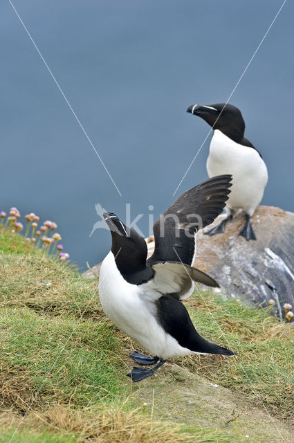 Razorbill (Alca torda)