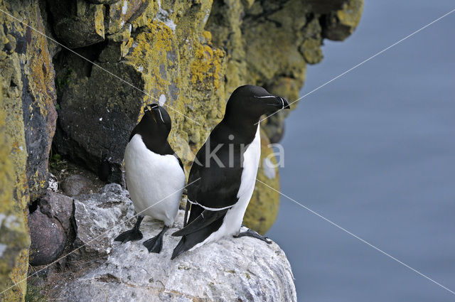 Razorbill (Alca torda)