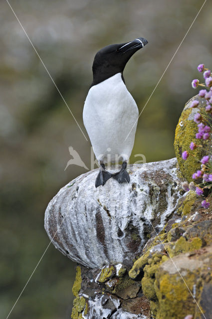 Razorbill (Alca torda)