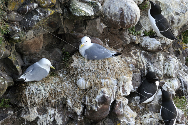 Razorbill (Alca torda)