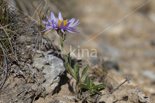 Alpine Aster (Aster alpinus)