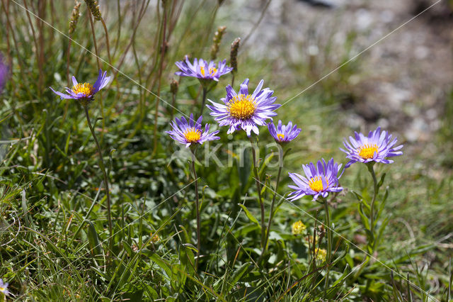 Alpine Aster (Aster alpinus)