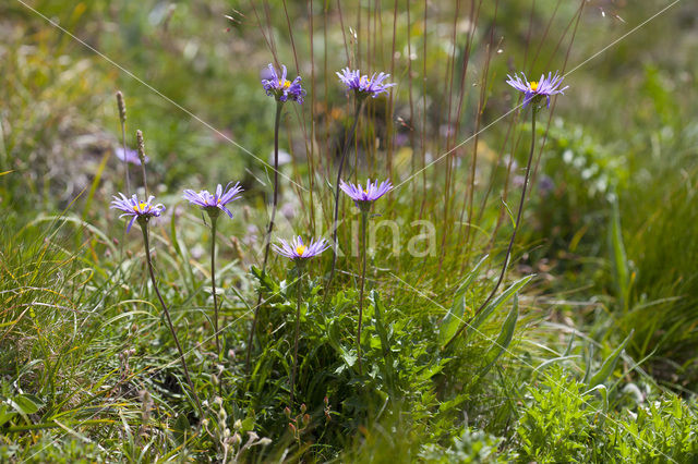 Alpine Aster (Aster alpinus)