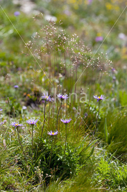 Alpine Aster (Aster alpinus)