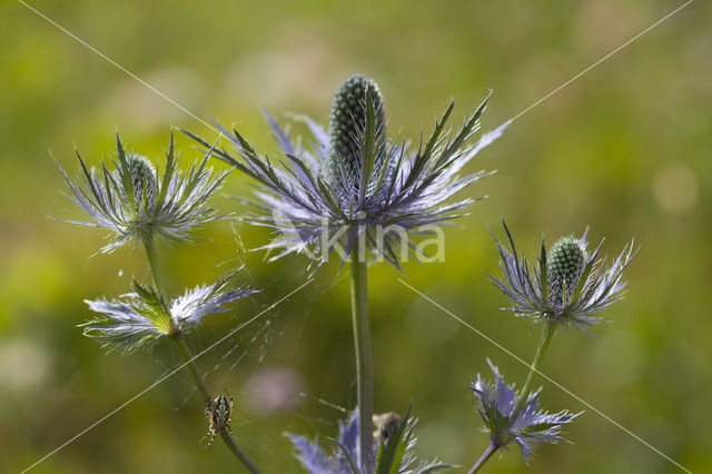 Alpine Sea Holly (Eryngium alpinum)