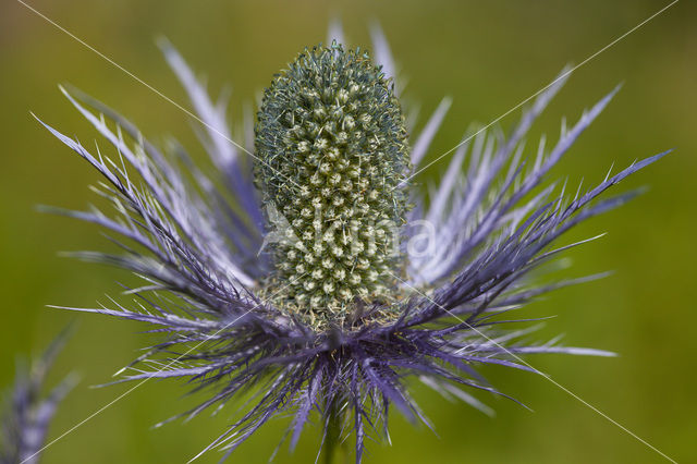 Alpine Sea Holly (Eryngium alpinum)