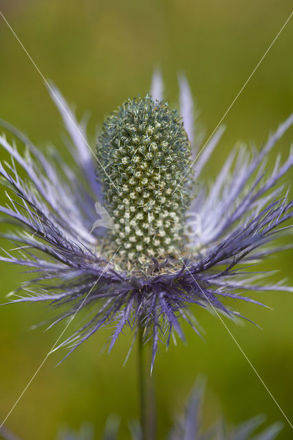 Alpine Sea Holly (Eryngium alpinum)