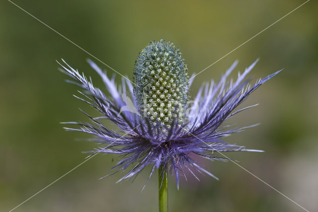 Alpendistel (Eryngium alpinum)