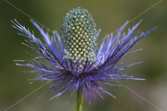 Alpine Sea Holly (Eryngium alpinum)