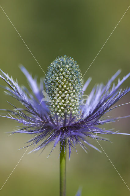 Alpendistel (Eryngium alpinum)