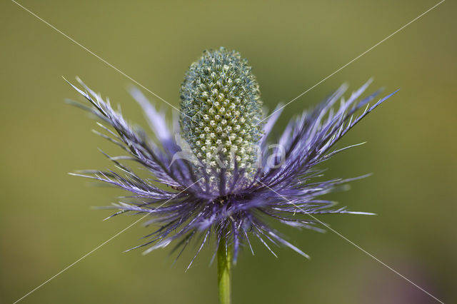 Alpendistel (Eryngium alpinum)