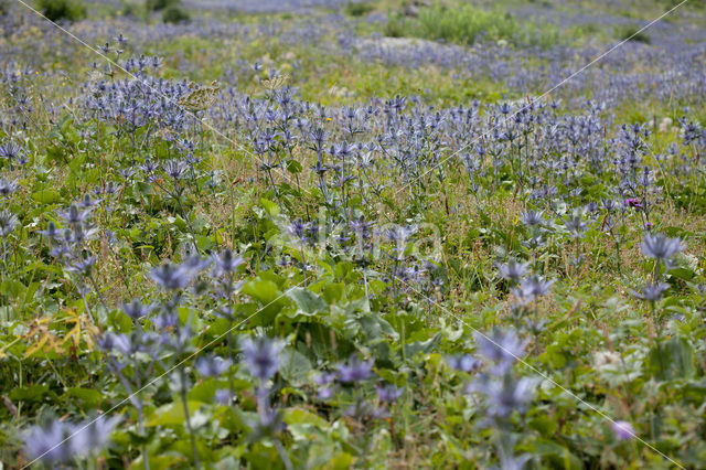 Alpine Sea Holly (Eryngium alpinum)