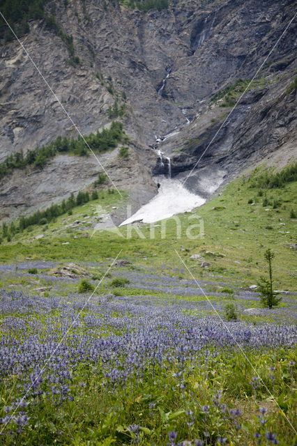 Alpine Sea Holly (Eryngium alpinum)