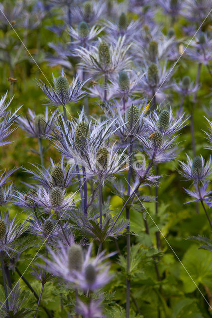 Alpine Sea Holly (Eryngium alpinum)