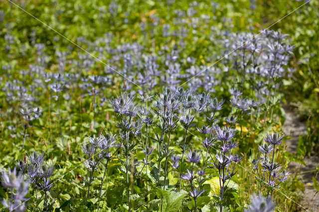 Alpine Sea Holly (Eryngium alpinum)