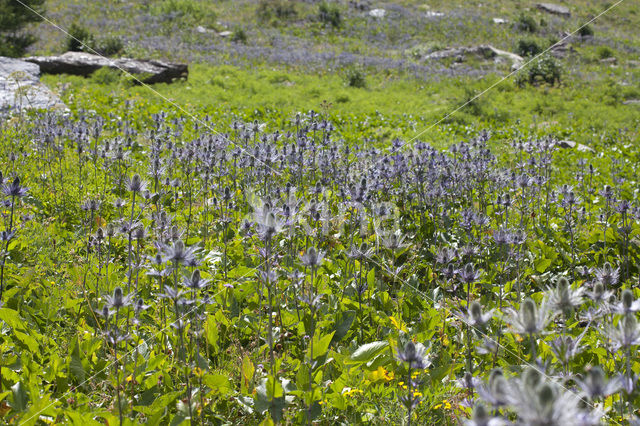 Alpine Sea Holly (Eryngium alpinum)