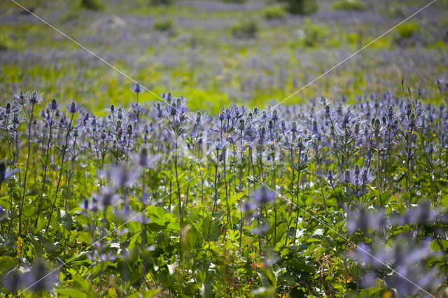 Alpendistel (Eryngium alpinum)