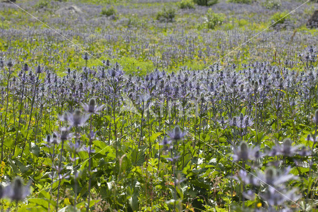 Alpine Sea Holly (Eryngium alpinum)