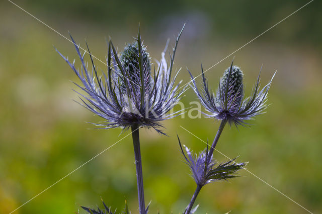 Alpendistel (Eryngium alpinum)