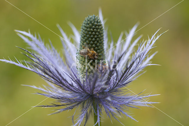 Alpendistel (Eryngium alpinum)