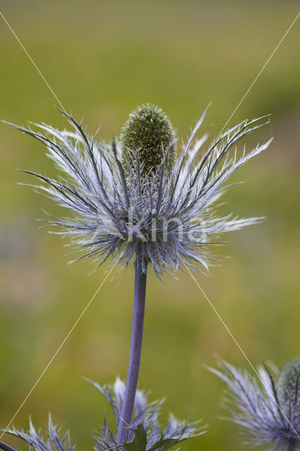 Alpendistel (Eryngium alpinum)