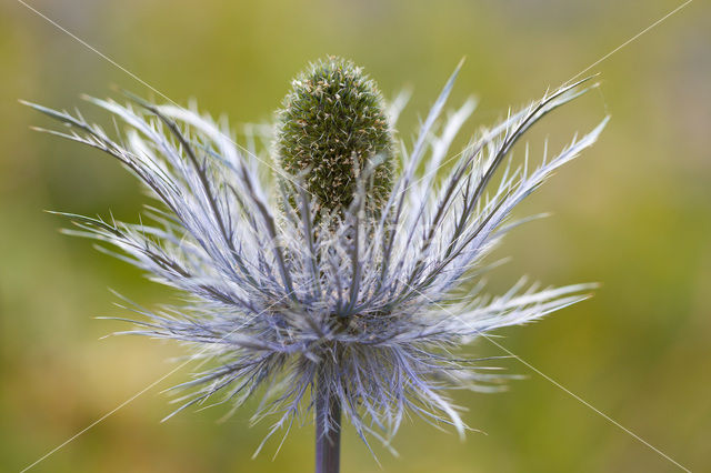 Alpine Sea Holly (Eryngium alpinum)