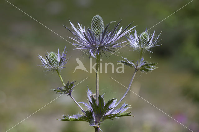 Alpendistel (Eryngium alpinum)