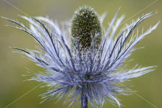 Alpendistel (Eryngium alpinum)