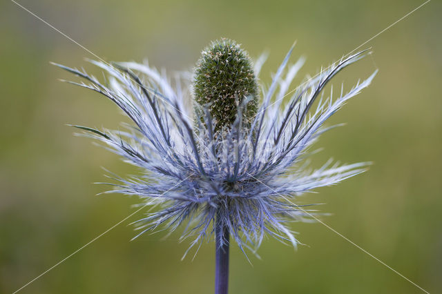 Alpine Sea Holly (Eryngium alpinum)