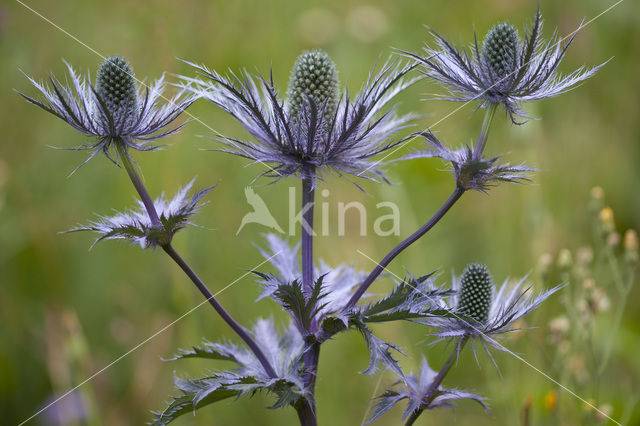 Alpendistel (Eryngium alpinum)