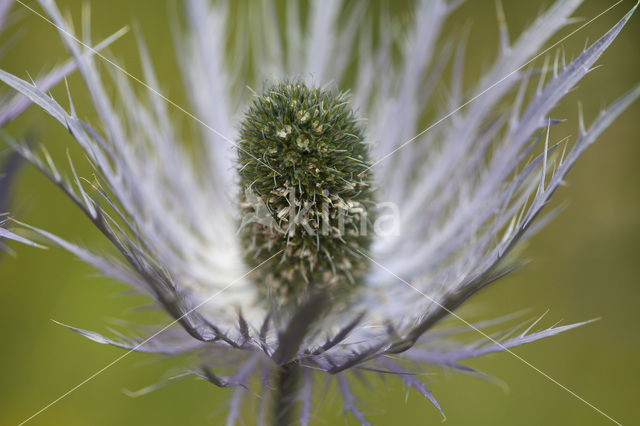 Alpine Sea Holly (Eryngium alpinum)