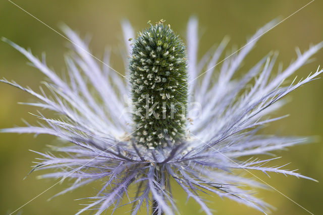 Alpendistel (Eryngium alpinum)